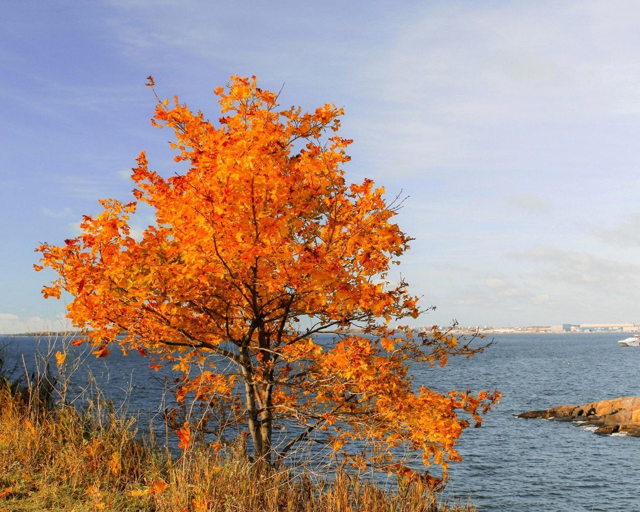 Suomenlinna Island in autumn 