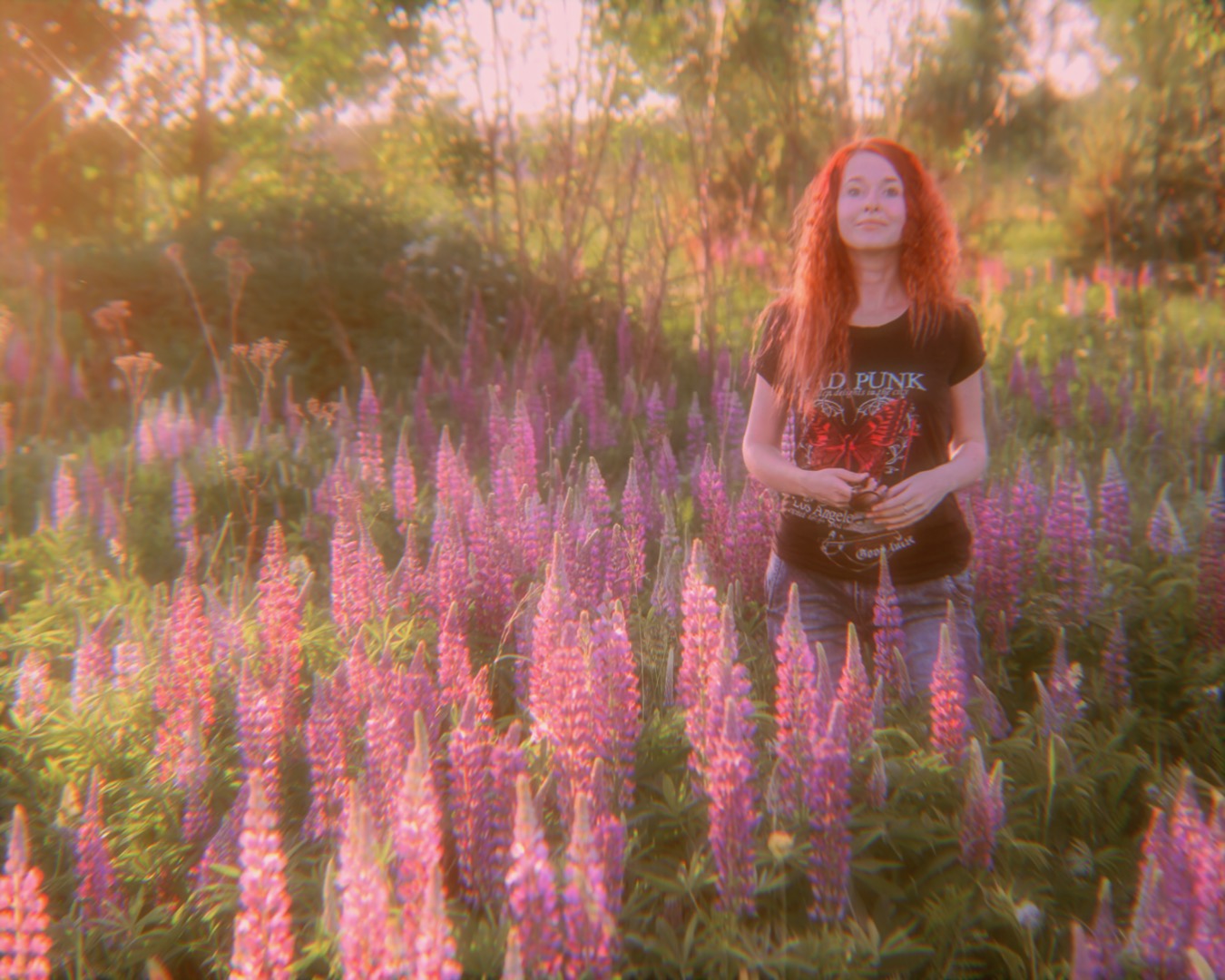 Lupine field 