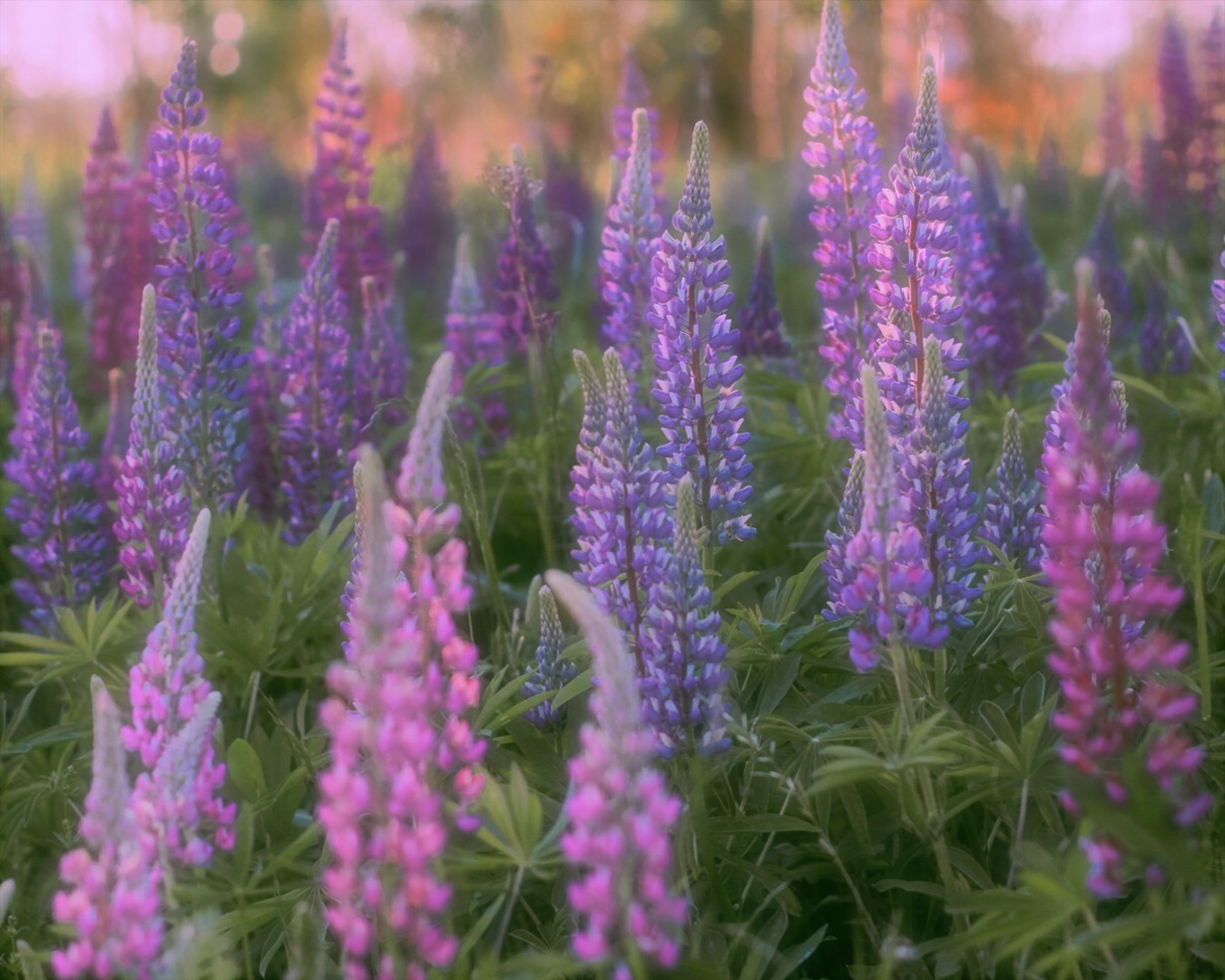 Lupine field 