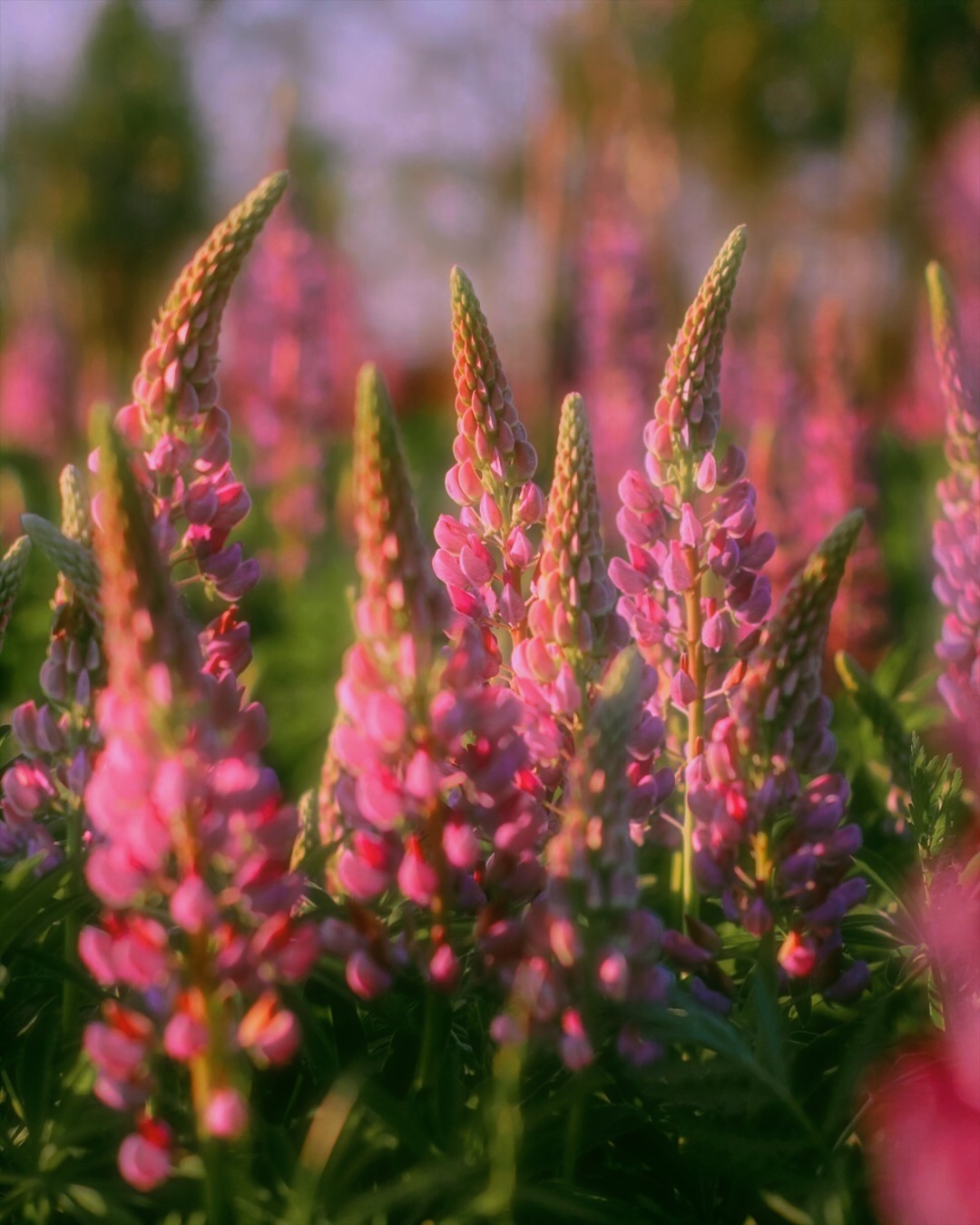 Lupine field 